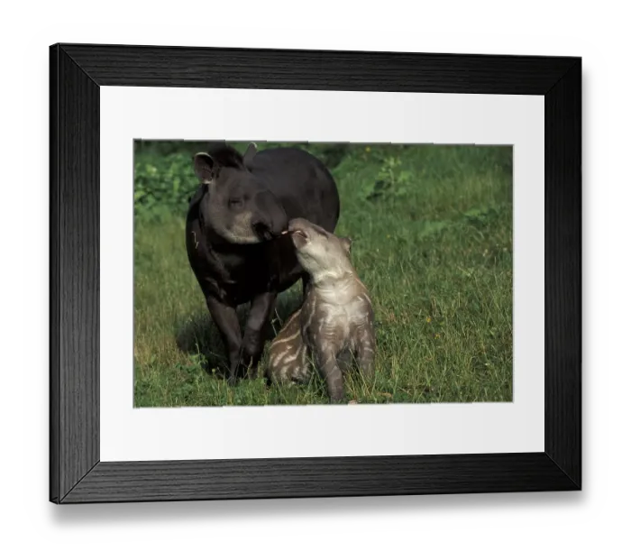 Framed Print : South American Tapir (Tapirus terrestris)