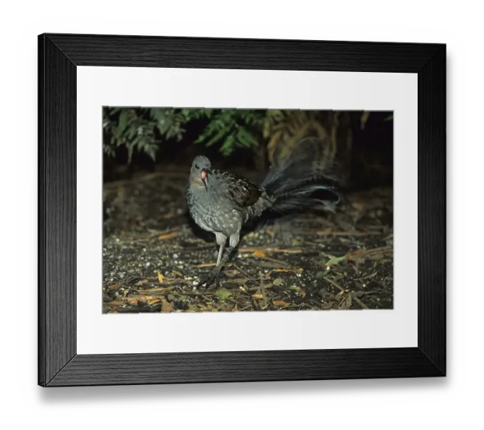 Framed Print : Superb Lyrebird (Menura novaehollandiae)