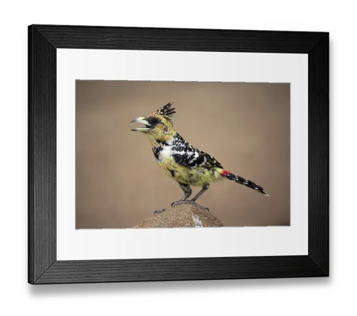 Framed Print : Crested Barbet (Trachyphonus vaillantii)
