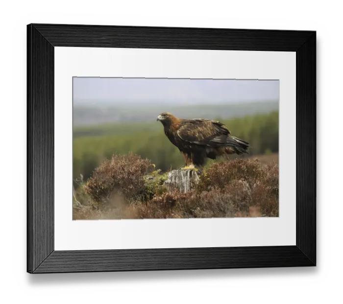 Framed Print : Golden Eagle (Aquila chrysaetos)