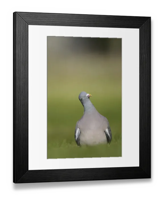 Framed Print : Wood Pigeon (Columba palumbus) Framed Print : Wood Pigeon (Columba palumbus)