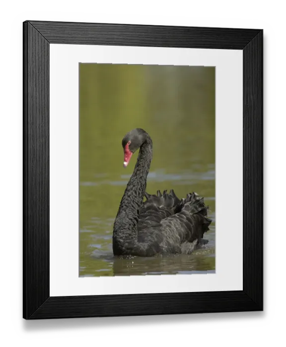 Framed Print : Black Swan (Cygnus atratus), adult