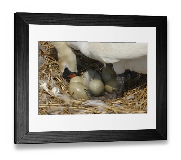 Framed Print : Mute Swan (Cygnus olor), adult at nest