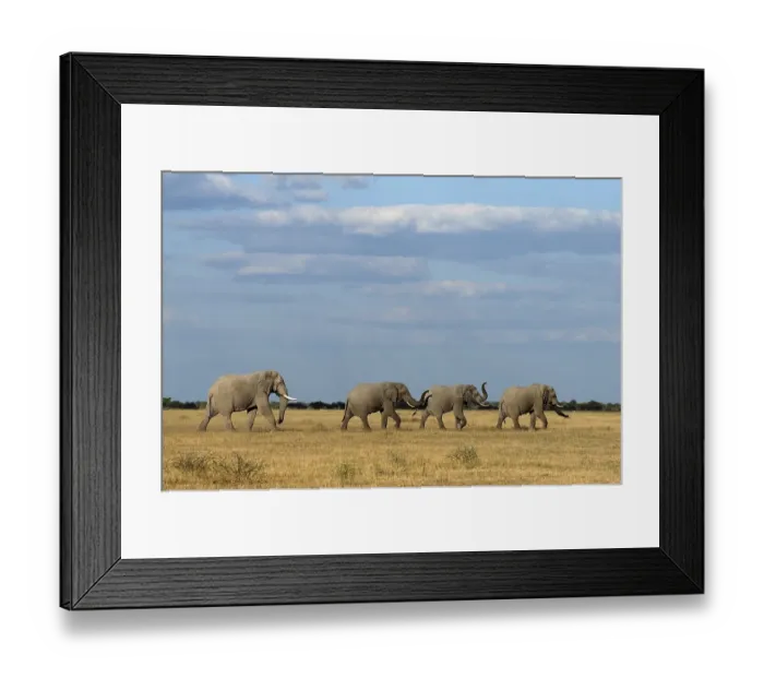 Framed Print : African Elephant (Loxodonta africana)