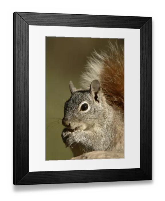 Framed Print : Arizona Grey squirrel (Sciurus arizonensis)