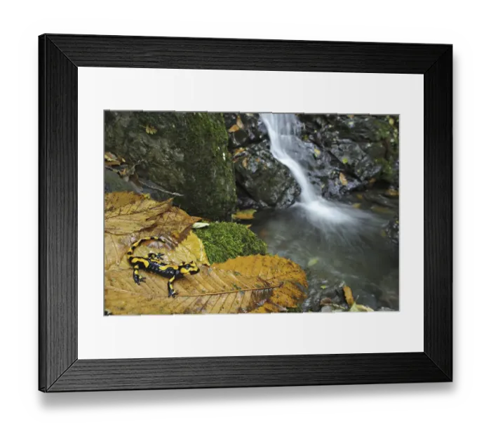Framed Print : Fire Salamander (Salamandra salamandra)