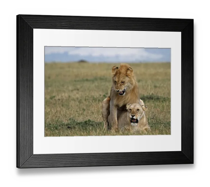 Framed Print : Lion (Panthera leo) mating