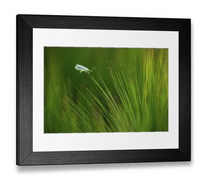 Framed Print : Chysopa perla Framed Print : Chysopa perla