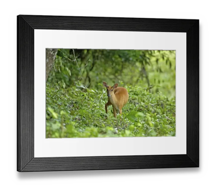 Framed Print : Muntjak, Muntiacus Muntjak