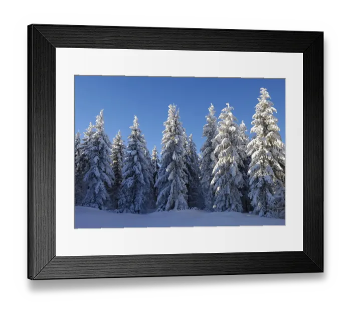 Framed Print : European Silver Firs (Abies alba) in frost and snow Framed Print : European Silver Firs (Abies alba) in frost and snow