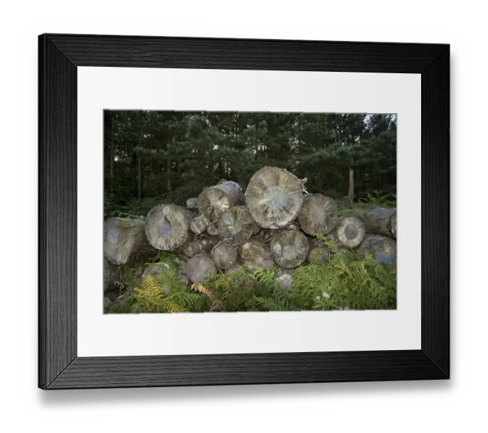 Framed Print : Forestry, conifer logs stacked in forest Framed Print : Forestry, conifer logs stacked in forest