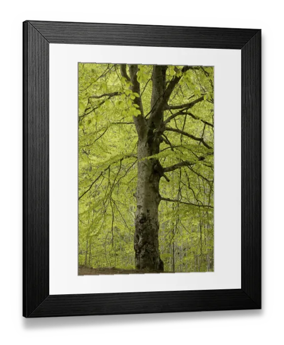 Framed Print : Common Beech (Fagus sylvatica) Framed Print : Common Beech (Fagus sylvatica)