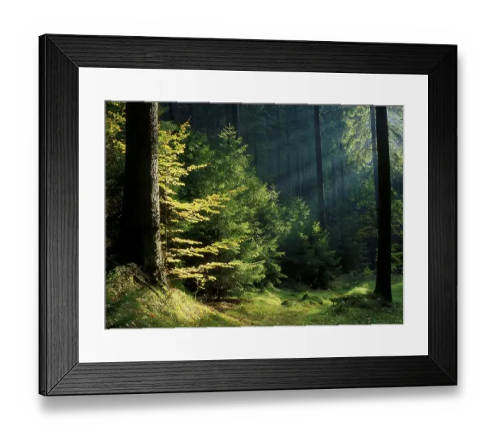 Framed Print : Beech and Spruce Elbe Sandstone Mountains Saxony Germany