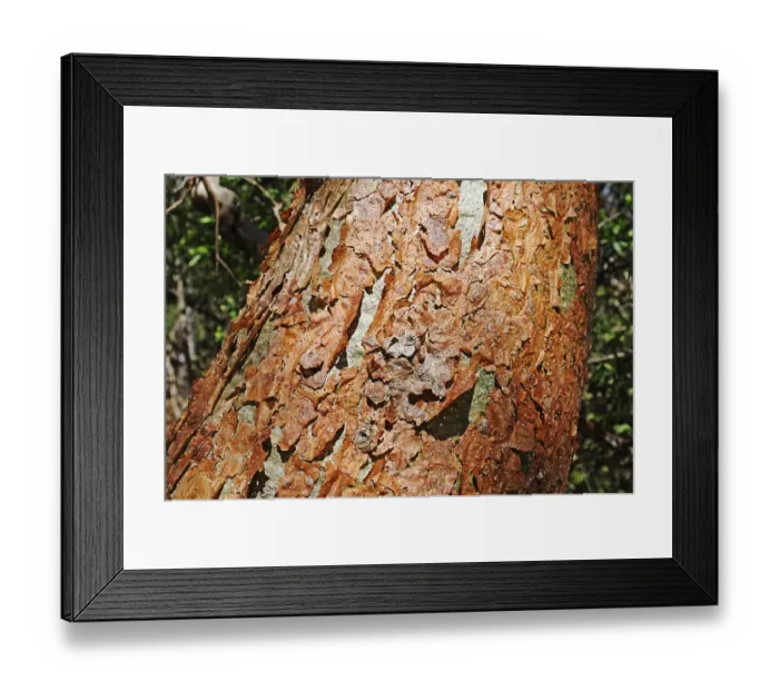 Framed Print : Bark of the Gumbo-limbo tree, Bursera simaruba Framed Print : Bark of the Gumbo-limbo tree, Bursera simaruba