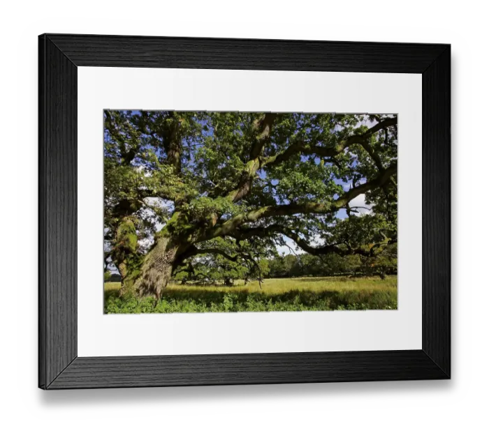 Framed Print : Very strong and old english oak - pedunculate oak (Quercus robur)