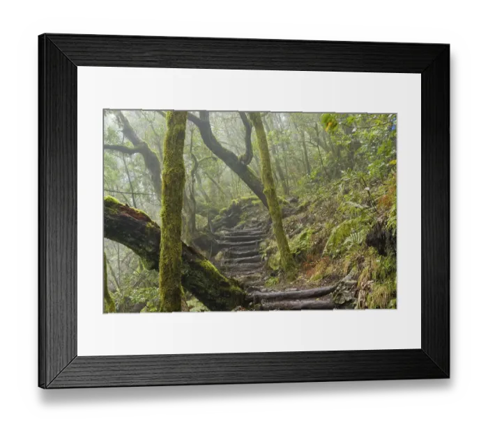Framed Print : Hiking trail in the cloud forest Framed Print : Hiking trail in the cloud forest