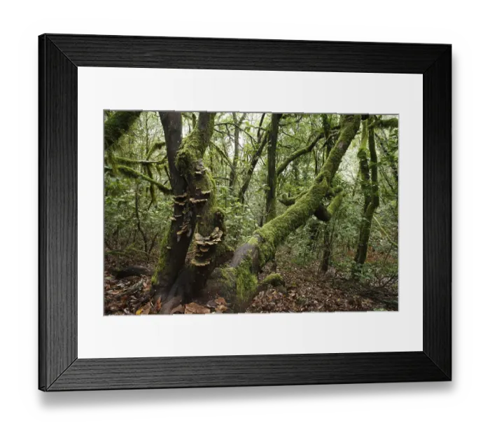 Framed Print : Garajonay National Park, laurel forest