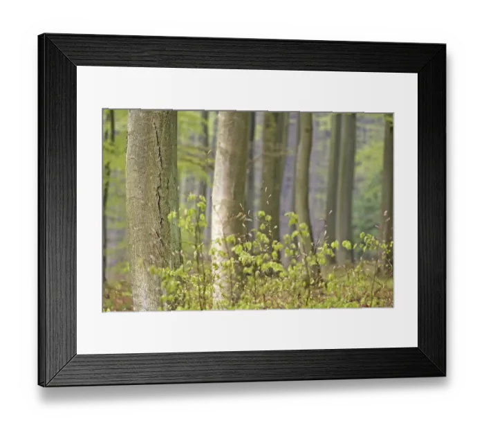Framed Print : Beech forest (Fagus silvatica) in early spring