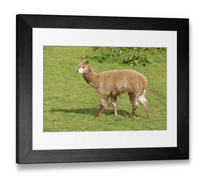 Framed Print : Alpaca (Llama pacos) adult, kept as pet