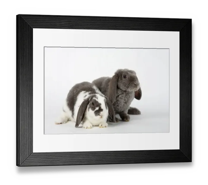 Framed Print : Lilac-white and lilac, 14 weeks Framed Print : Lilac-white and lilac, 14 weeks