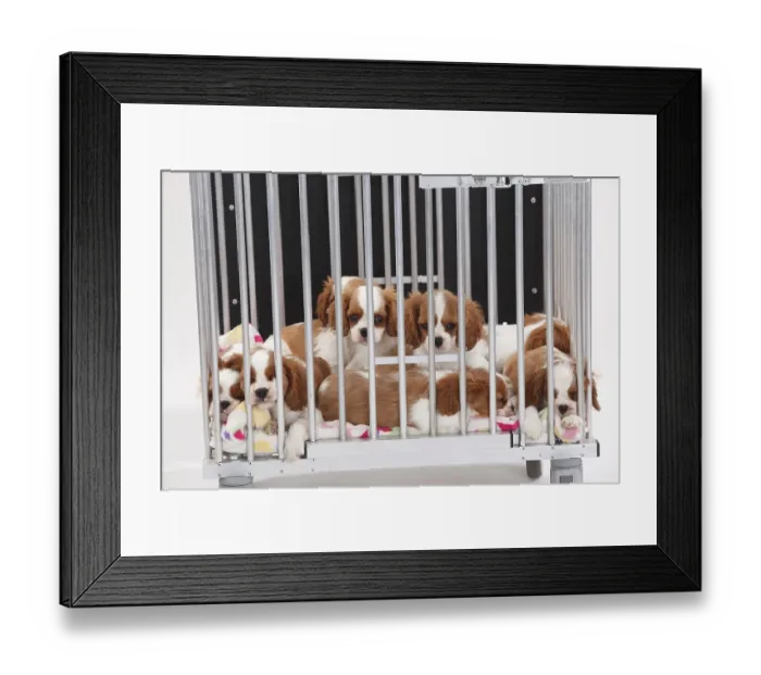 Framed Print : Cavalier King Charles Spaniel, puppies Framed Print : Cavalier King Charles Spaniel, puppies