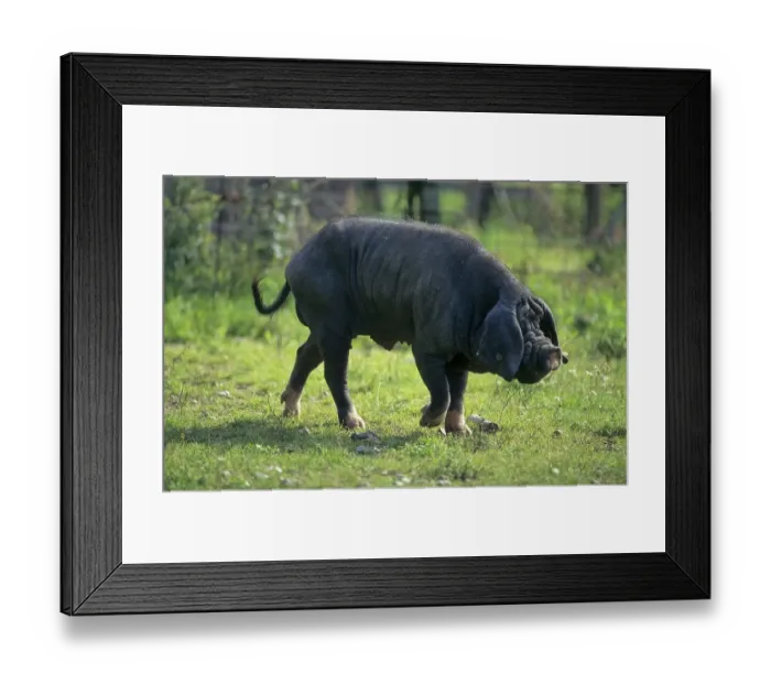 Framed Print : Meishan pig (Sus scrofa f. domestica) Chinese masked pig