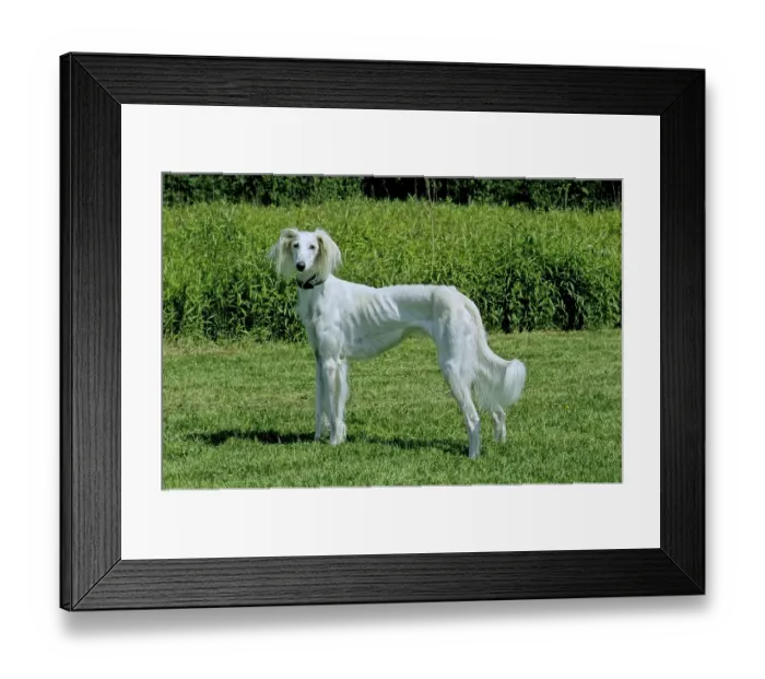 Framed Print : Saluki, Persian greyhound 8 years old