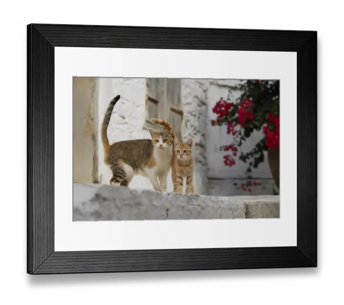 Framed Print : Young domestic kitten with mother