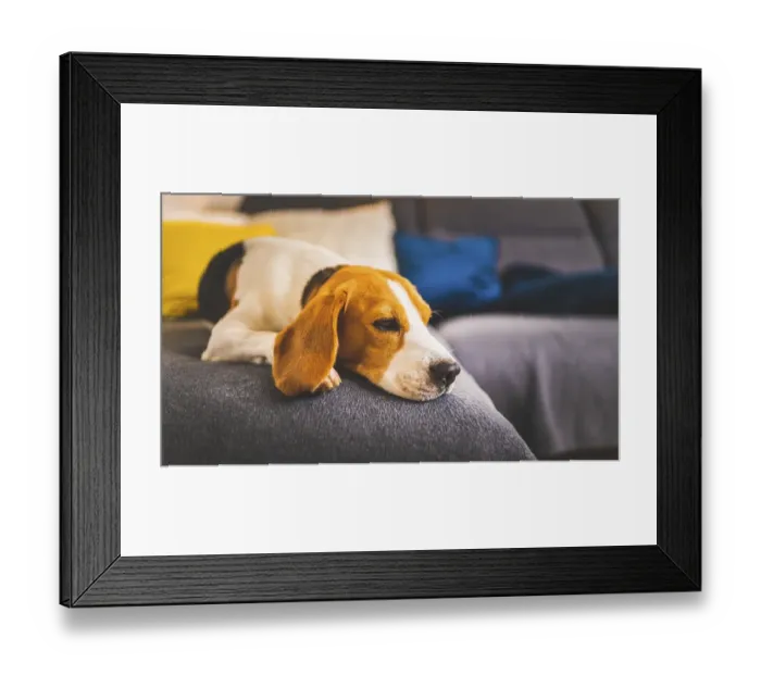 Framed Print : Sleeping beagle dog on sofa. Lazy day on couch