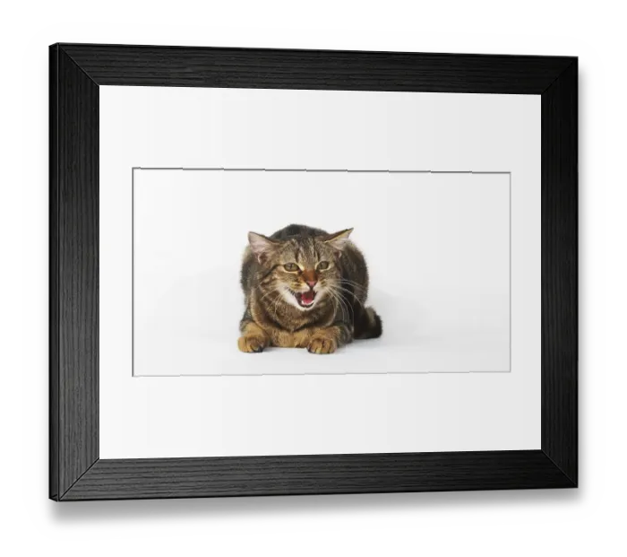 Framed Print : Brown Tabby Domestic Cat, Female Meowing on White Background Framed Print : Brown Tabby Domestic Cat, Female Meowing on White Background