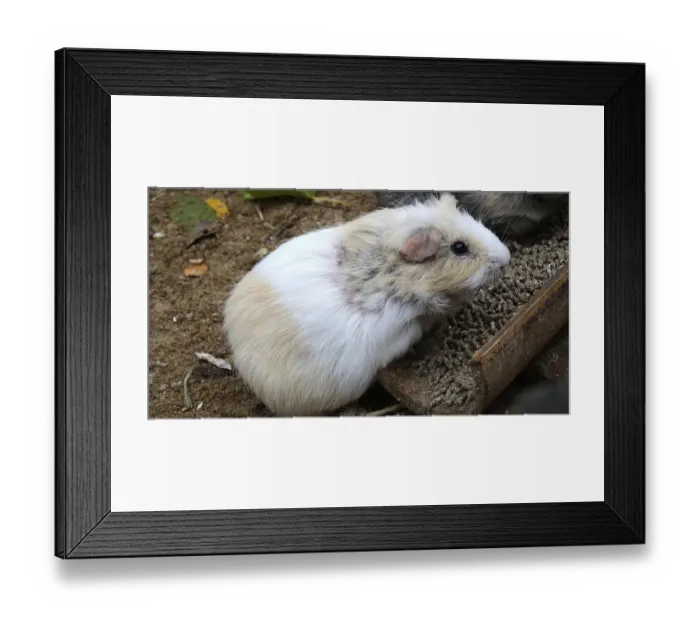 Framed Print : Guinea Pig (cavia porcellus), Adult Eating Food Framed Print : Guinea Pig (cavia porcellus), Adult Eating Food
