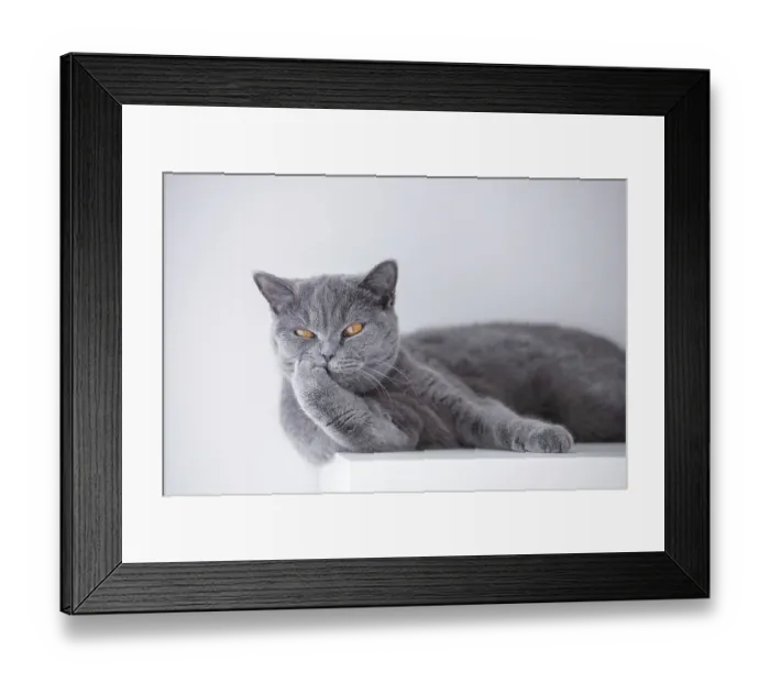 Framed Print : British cat lying on a white shelf Framed Print : British cat lying on a white shelf