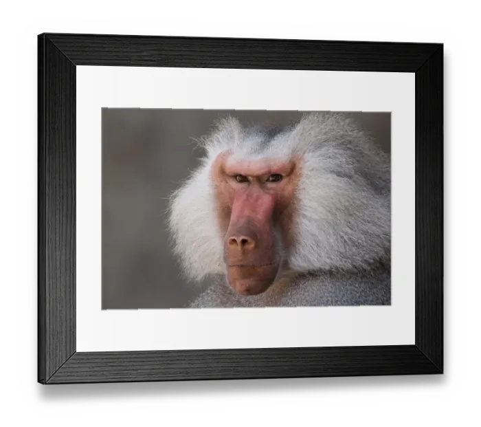 Framed Print : Hamadryas Baboon (Papio hamadryas) Framed Print : Hamadryas Baboon (Papio hamadryas)