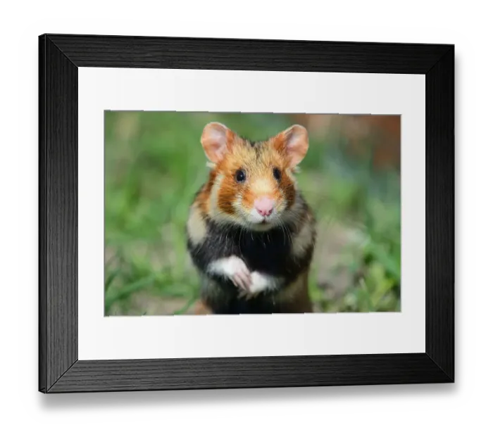 Framed Print : European hamster (Cricetus cricetus)