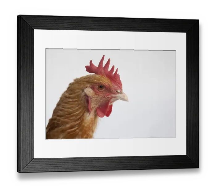 Framed Print : Chicken, portrait Framed Print : Chicken, portrait