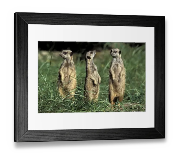 Framed Print : Meerkats (Suricata suricatta), captive
