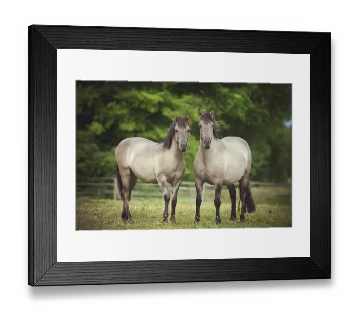 Framed Print : Two mares, Konik or Polish wild horses