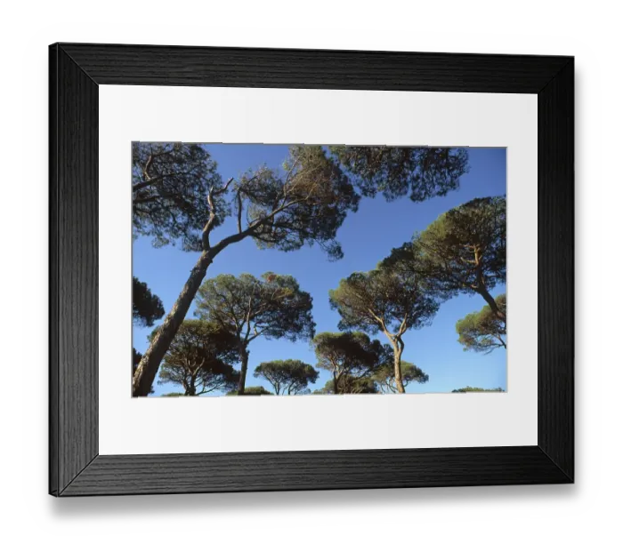 Framed Print : Pine forest at the Maremma coast Framed Print : Pine forest at the Maremma coast