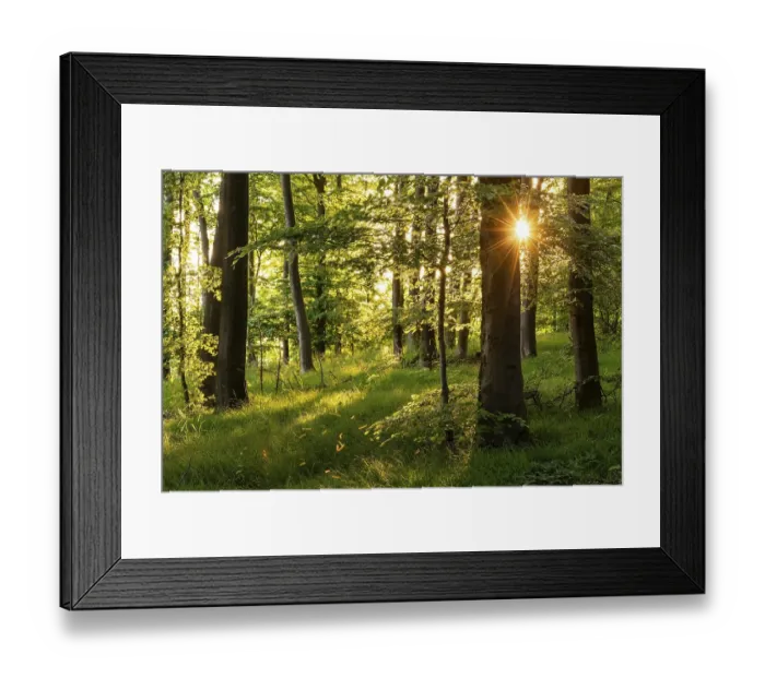 Framed Print : Sunbeams with sun star between the trunks of tall beech trees in an idyllic spring forest with green forest floor Framed Print : Sunbeams with sun star between the trunks of tall beech trees in an idyllic spring forest with green forest floor