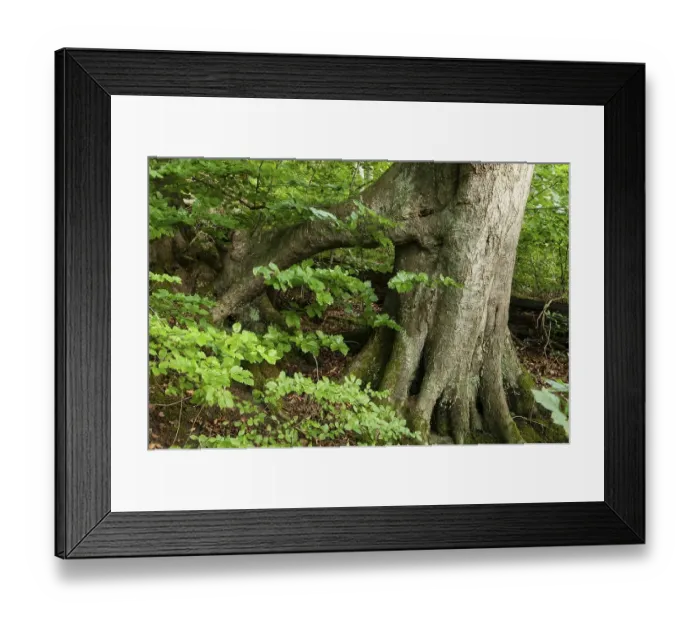 Framed Print : Supporting root system of an Ancient Beech (Fagus) in a forest Framed Print : Supporting root system of an Ancient Beech (Fagus) in a forest
