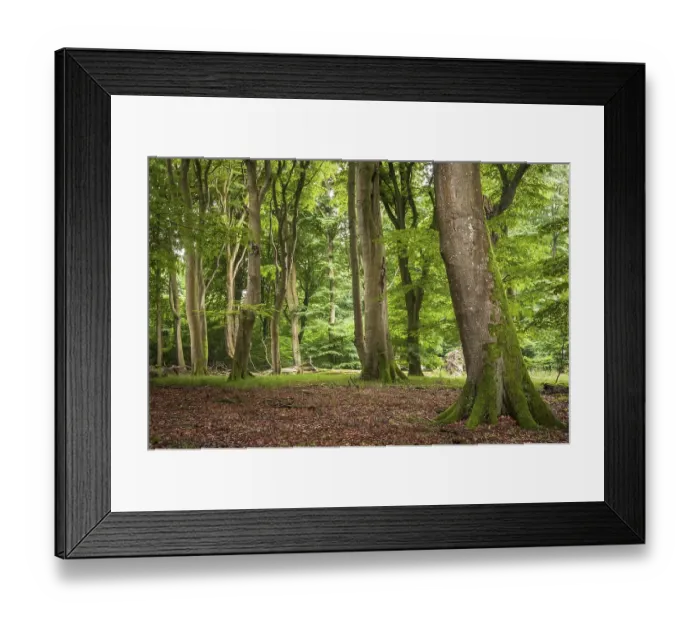 Framed Print : Beech primeval forest with deadwood Framed Print : Beech primeval forest with deadwood