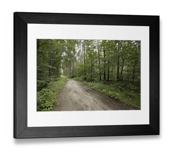 Framed Print : Dirt road in mixed forest, Mecklenburg-Western Pomerania
