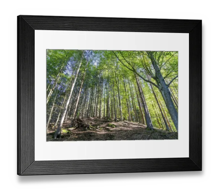 Framed Print : Autumn atmosphere, deciduous forest in autumn