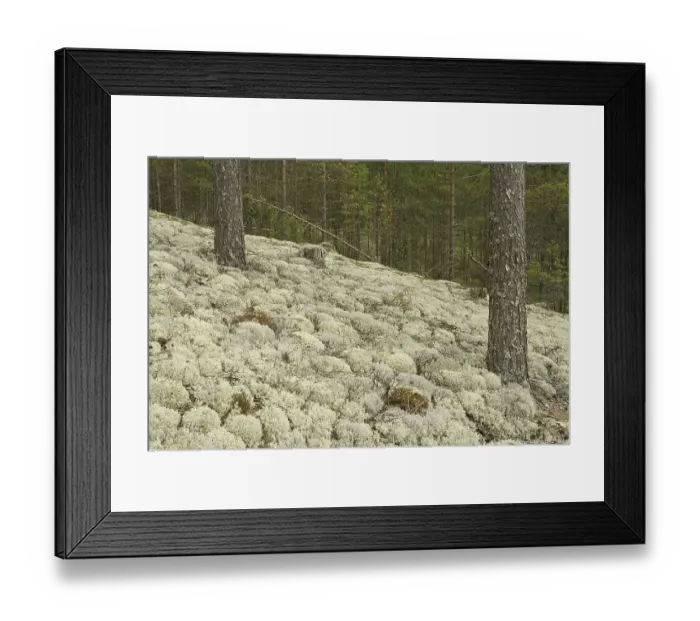 Framed Print : Reindeer Lichens or Caribou Moss (Cladonia rangiferina)