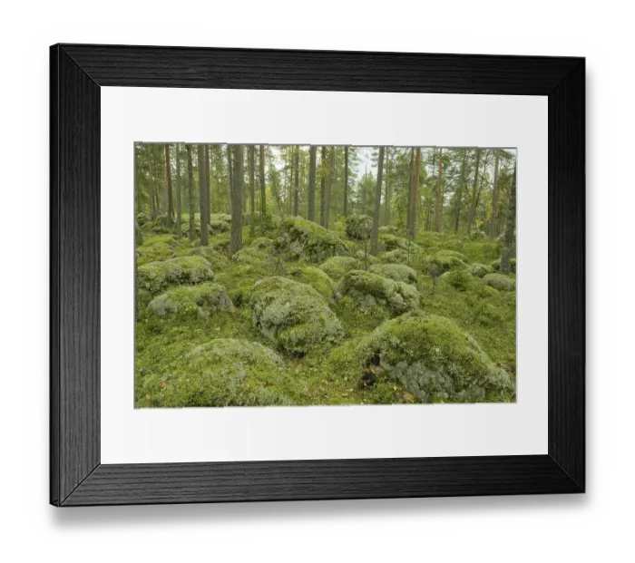 Framed Print : Pine forest, rocks covered with moss and Caribou Moss or Reindeer Lichen (Cladonia rangiferina)