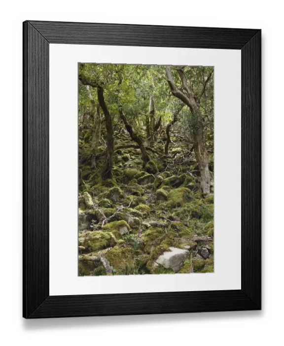 Framed Print : Deciduous forest in Glenveagh National Park