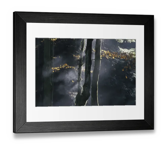 Framed Print : Misty mixed forest
