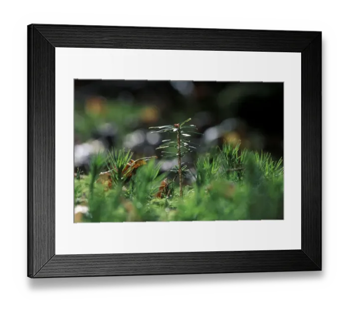 Framed Print : Seedling of Silver Fir Abies alba Germany Framed Print : Seedling of Silver Fir Abies alba Germany