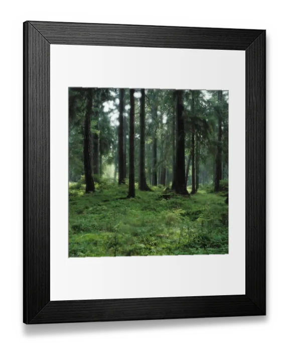 Framed Print : Spruce forest Germany
