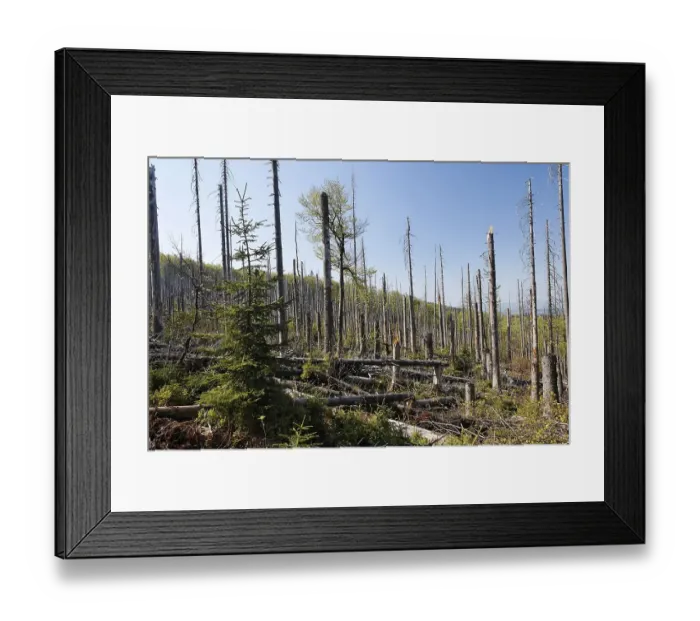 Framed Print : Mixed forest with dead spruces Framed Print : Mixed forest with dead spruces